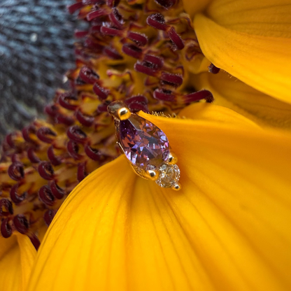 Stellar Bloom